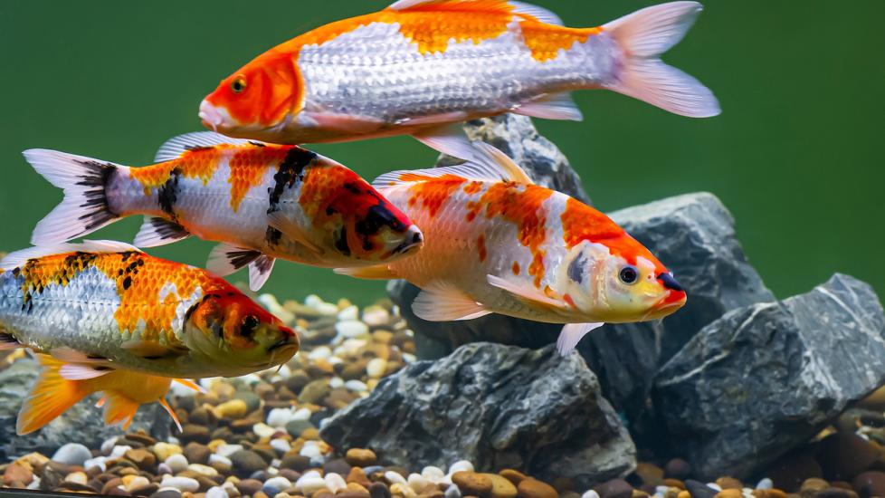 5 Facts About Koi Fish