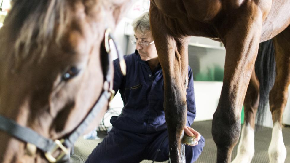 Lameness in Horses PetMD
