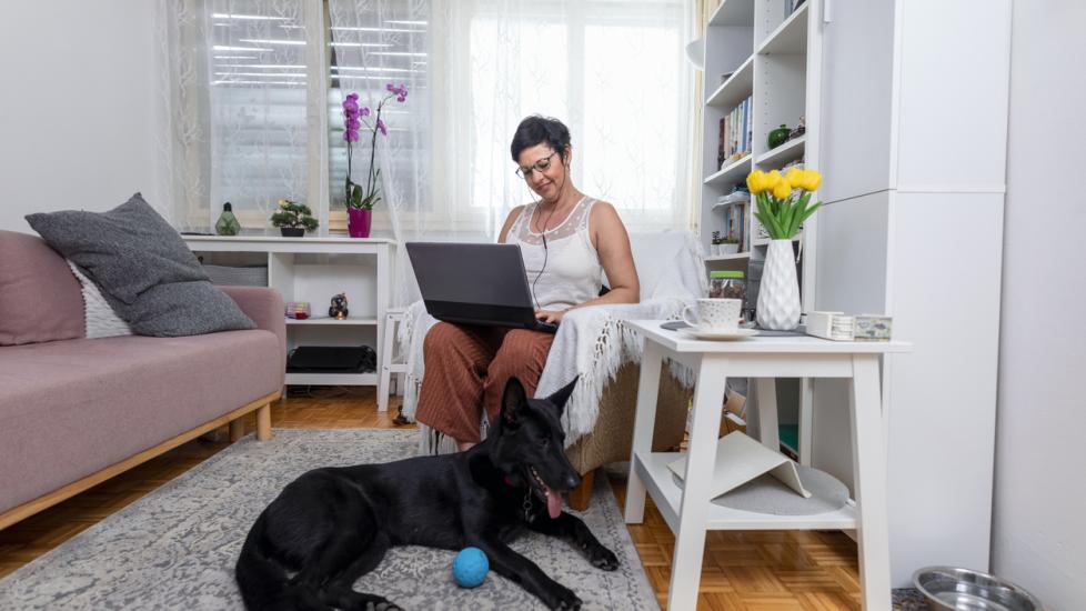 Tylenol for Dogs - Wag!