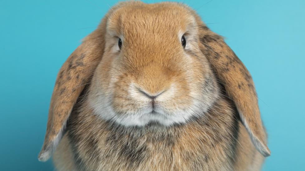 brown rabbit looking at the camera in front of a blue backdrop