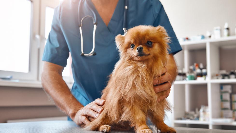 Male vet in work uniform holding little beautiful dog