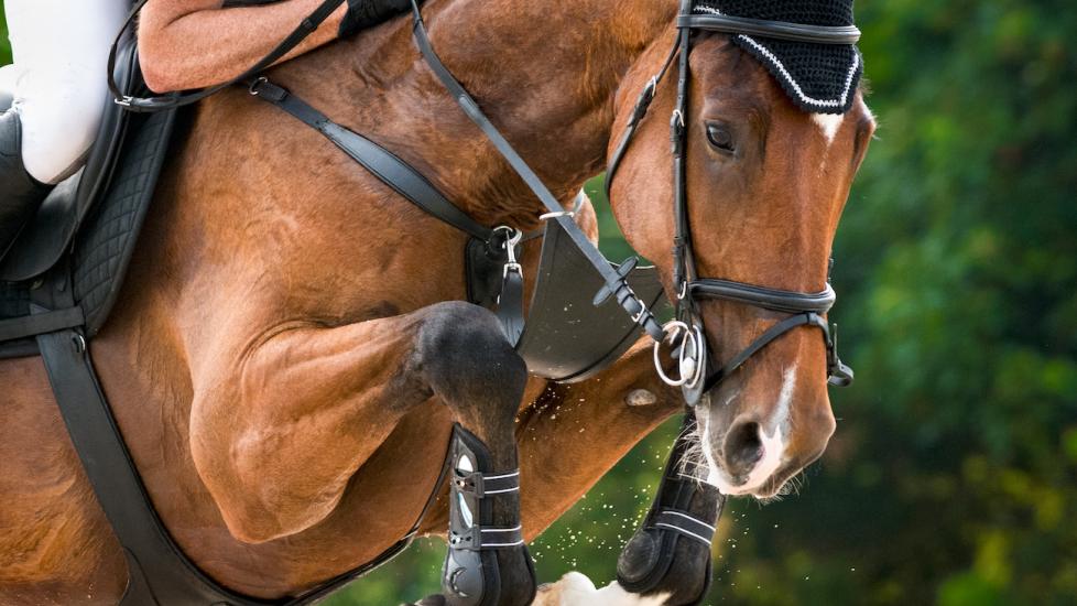 Anemia in Horses