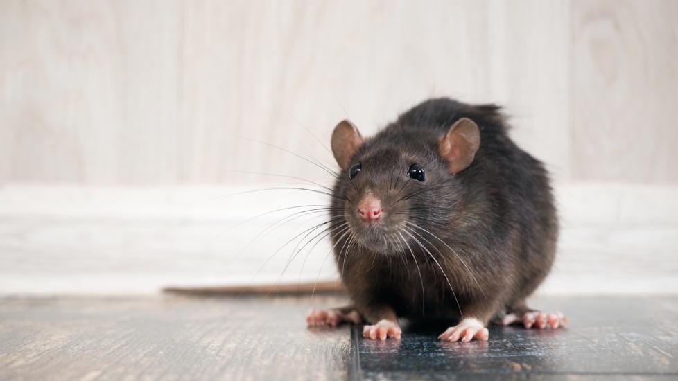 Loss of Hair in Rats