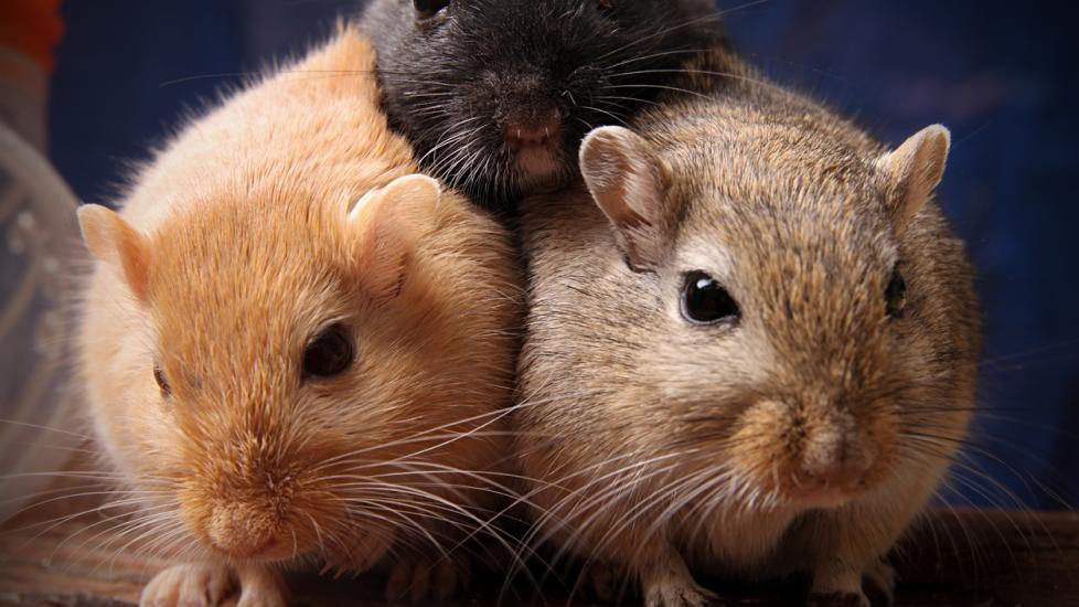 Tumors and Cancers in Gerbils