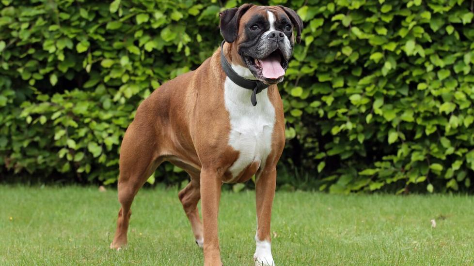 brown and white boxer standing outside in grass