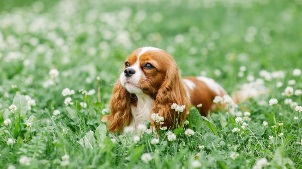 Cavalier King Charles Spaniels: Friendly, playful, and affectionate