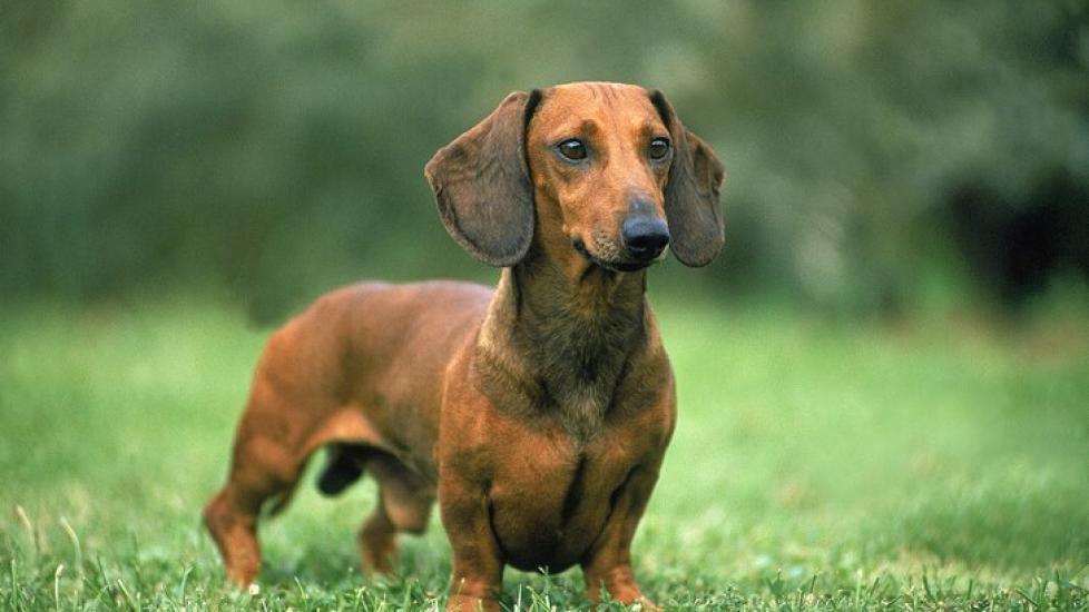 dachshund-dog-standing-in-grass