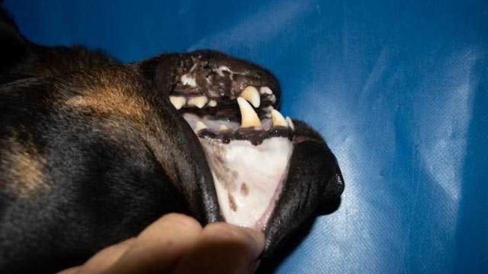 Pale and White Gums in Dogs