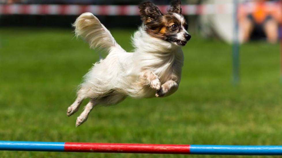 Papillon dog jumping over an agility course obstacle