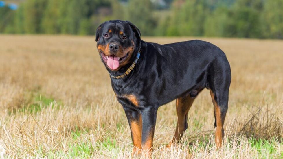 Rottweiler dog standing in a field