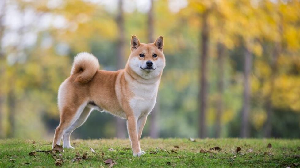 red shiba inu dog standing in a field