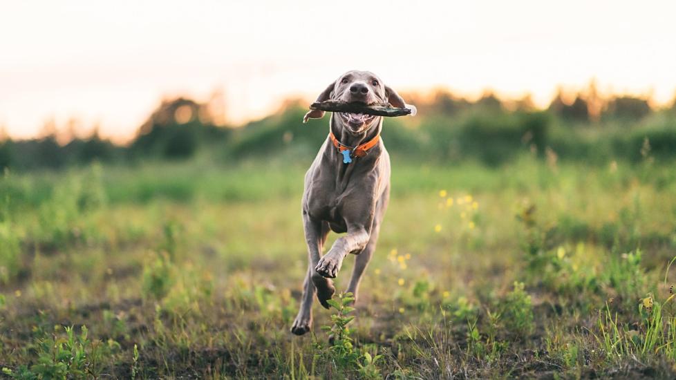 Weimaraner dog running through a field with a stick in his mouth