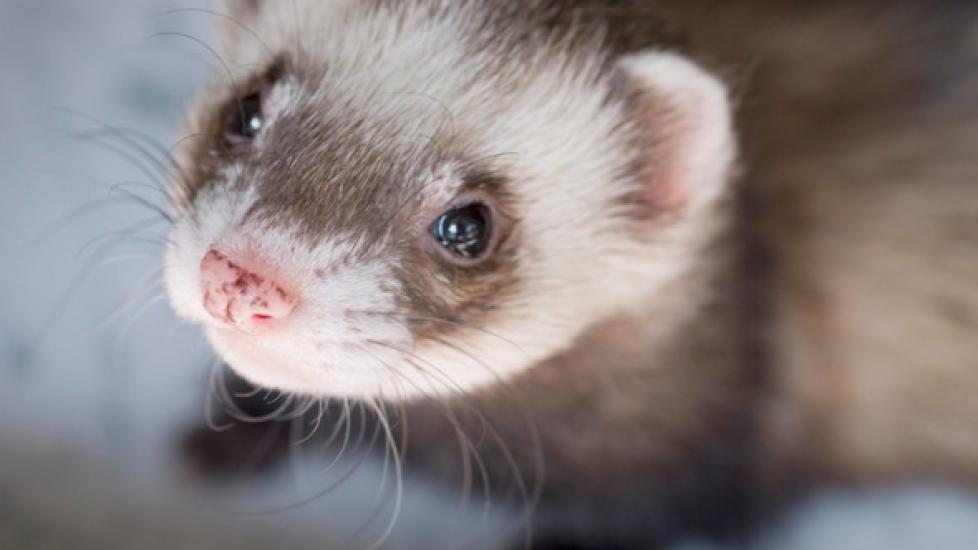 bacterial-diseases-in-ferrets-petmd