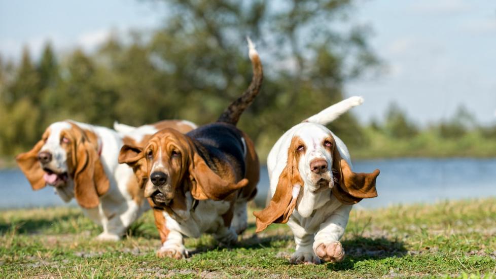 three basset hounds romping around outside