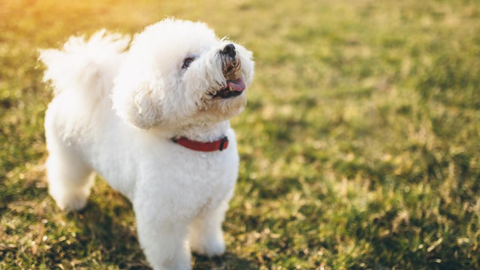 small white bichon frise dog at the park