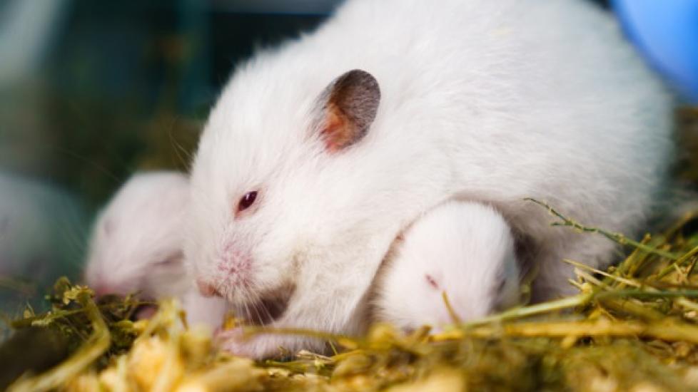 Breeding Disorders, Infertility in Hamsters
