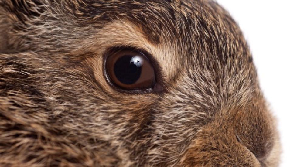 Abnormal Flow of Tears Due to Nasal Duct Blockage in Rabbits PetMD