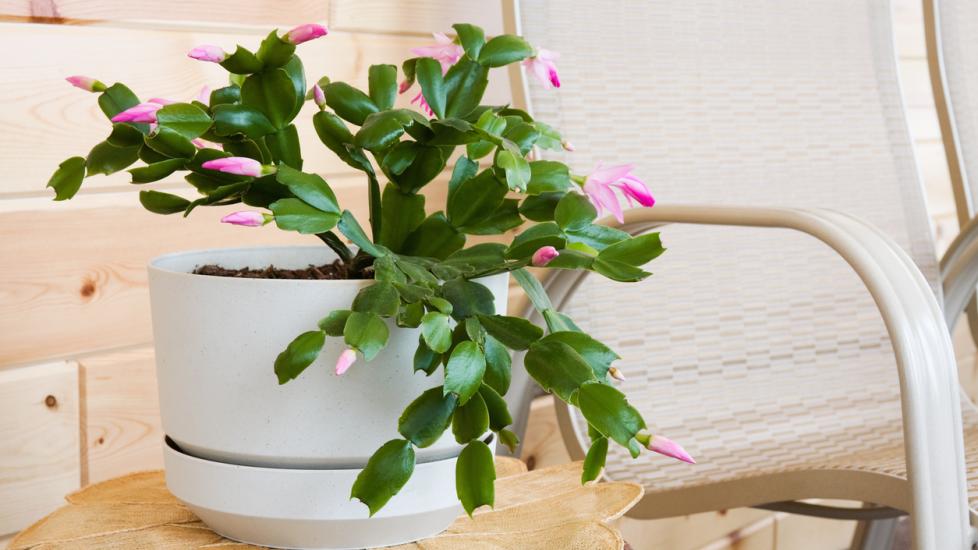 Is christmas cactus hot sale toxic to dogs