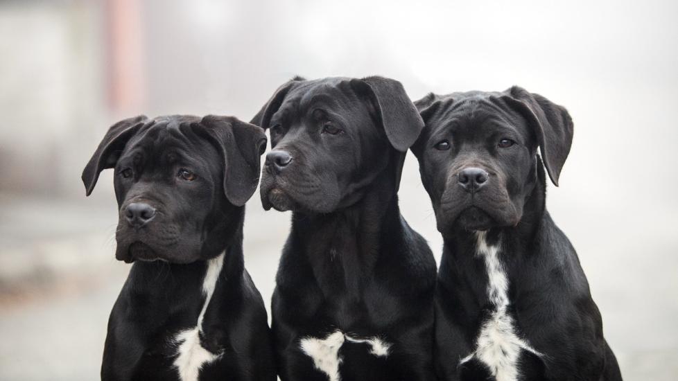 three young black and white cane corso dogs sitting