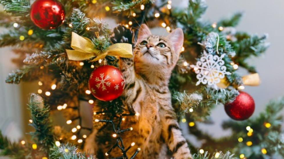 Are Christmas Trees Toxic to Cats? PetMD