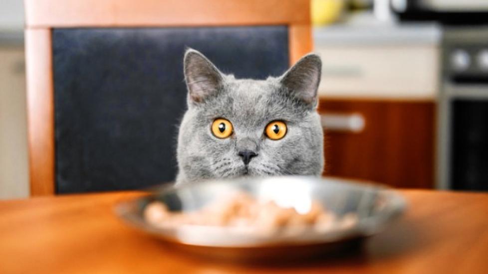 gray cat looking at a plate of turkey on a kitchen table