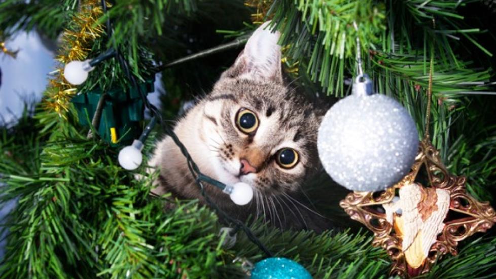 cat-in-christmas-tree
