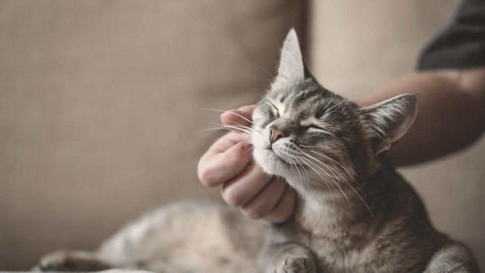 Top 5 Tips for a Healthy Cat
