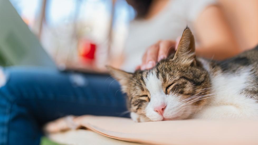 Image showcasing Chronic Vomiting in Cats | PetMD