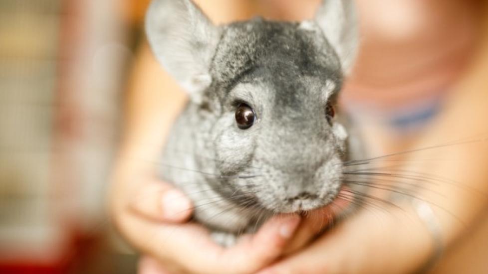 Ear Injuries in Chinchillas