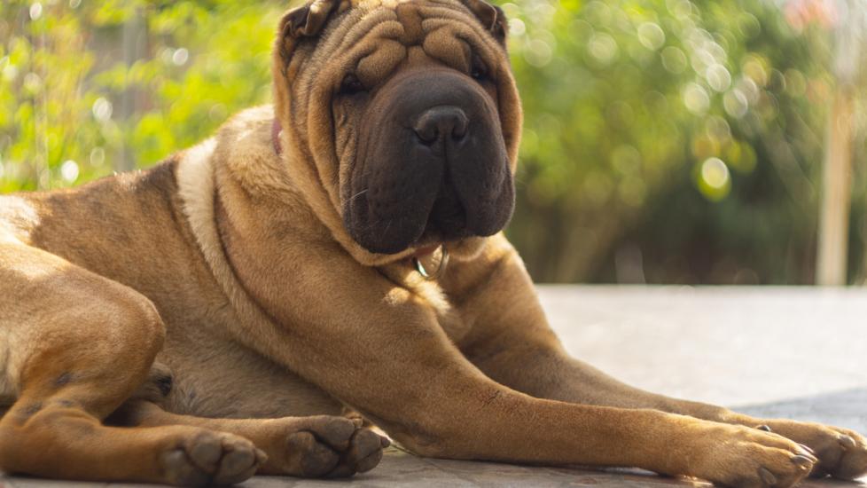 red chinese shar-pei lying on the ground