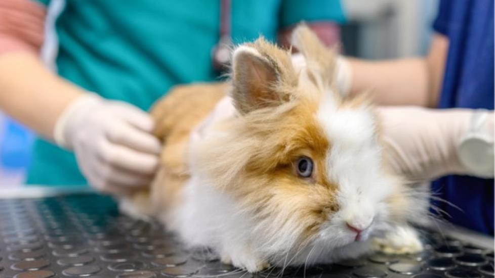 Sinus Infections in Rabbits
