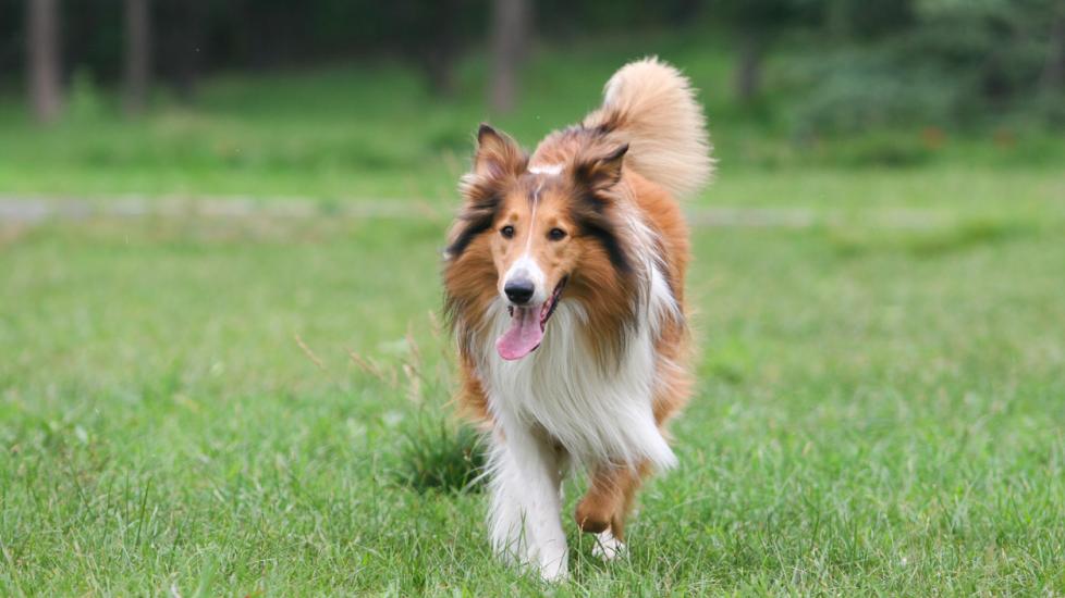 Collie Dog Breed Health and Care | PetMD