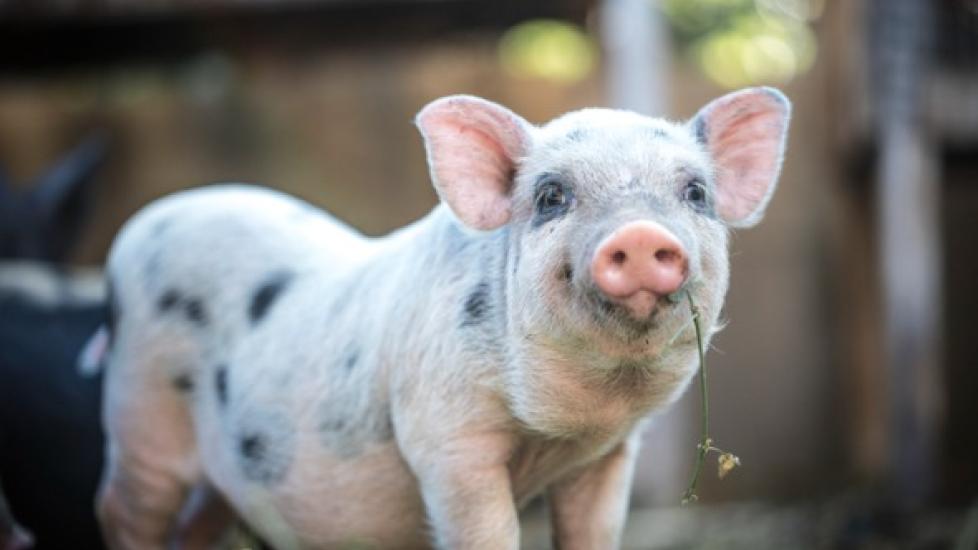 10 Fast Facts For The Potbellied Pig | PetMD