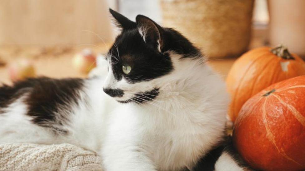 10 Questions Cat Parents Can't Stop Googling — Pumpkin®