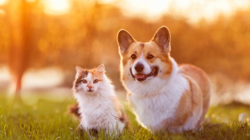 dog-and-cat-in-front-of-sunset