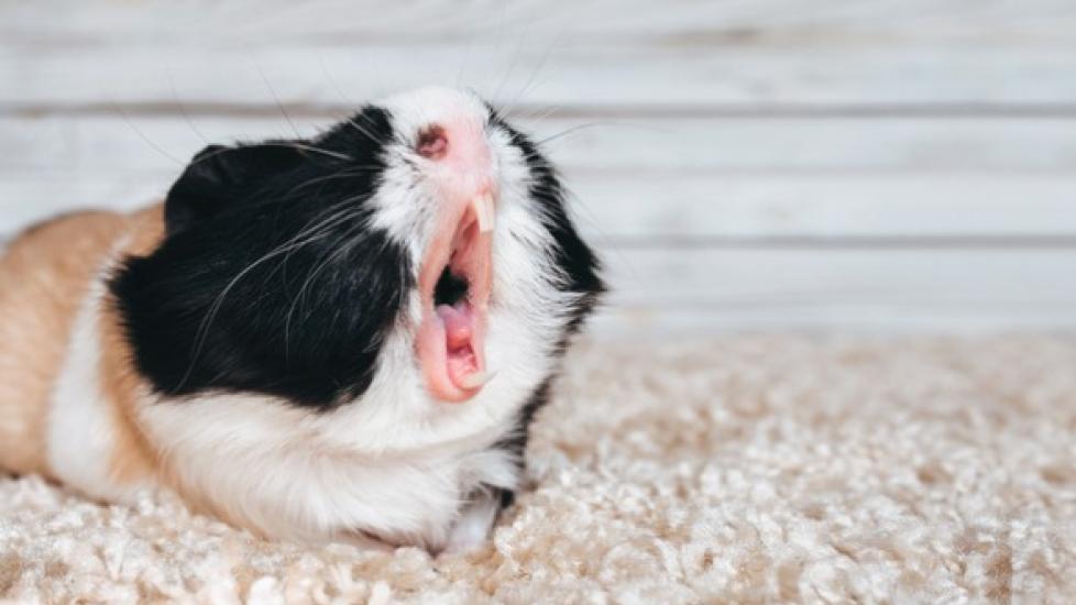 Curated visual reference: Visual Reference: Dental Diseases In Guinea Pigs
