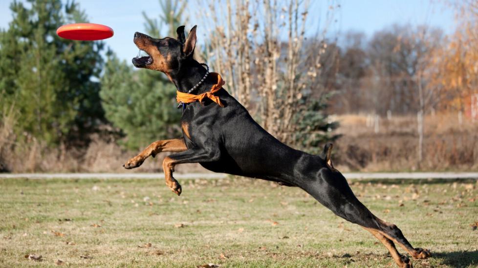 Doberman Pinscher catching a red frisbee