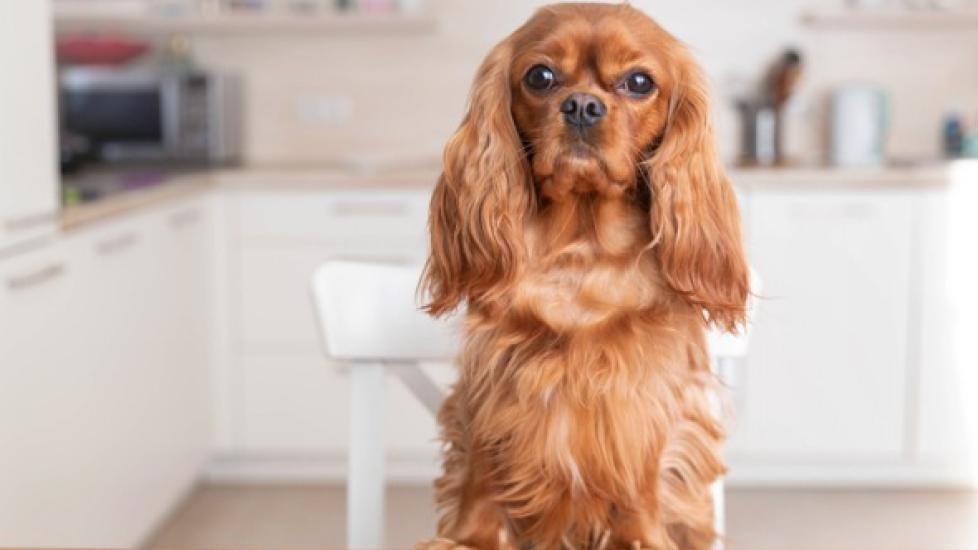 red cocker spaniel waiting for food at the kitchen table