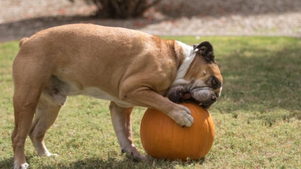 bulldog chewing on a pumpkin