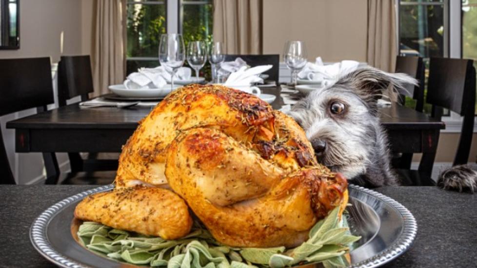 scruffy gray dog sniffing a turkey on a platter