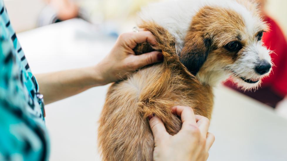 Walking Dandruff in Dogs PetMD