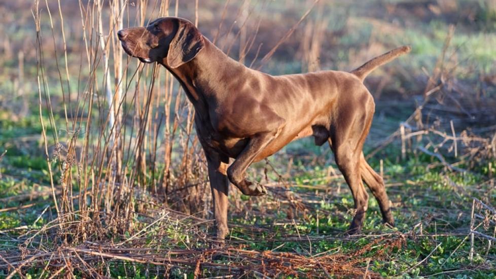 Pointer Dog Breed Health and Care | PetMD