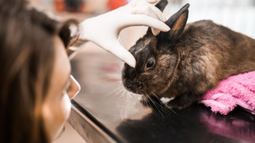 Infection of the Brain Tissues in Rabbits