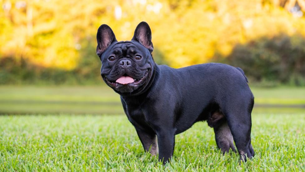 black french bulldog smiling outside in grass