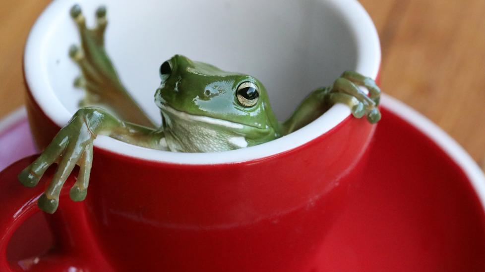 frog-in-teacup