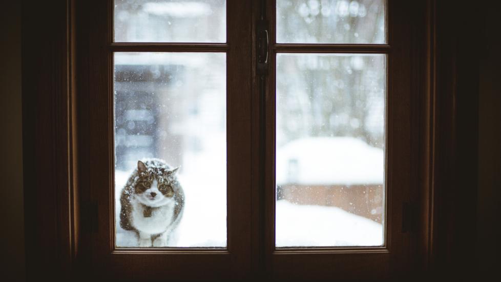 tabby cat outside in the snow looking through a window
