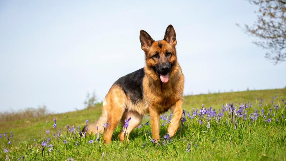 german shepherd dog standing in a grassy field