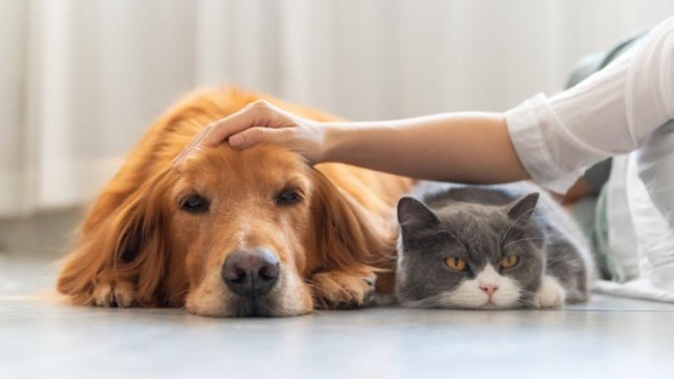 Euthanizing Pets at Home: Cost and What to Expect