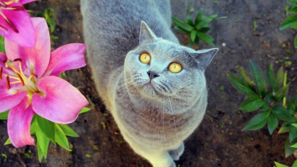 gray cat looking up at pink lilies