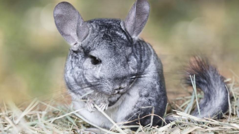Heat Stress in Chinchillas PetMD